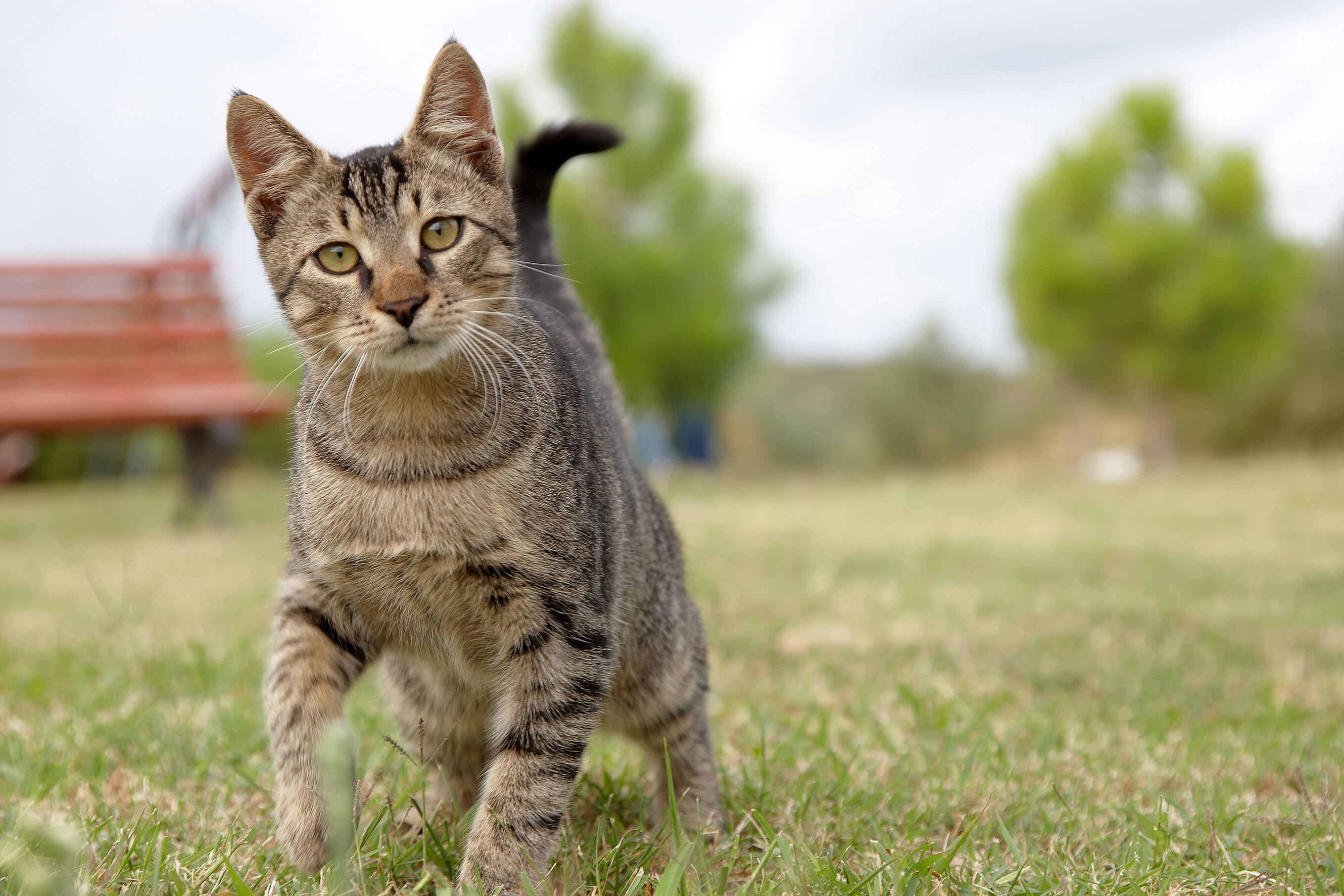 ¿Es Malo Que Los Gatos Salgan De La Casa? Científicos Explican Riesgos