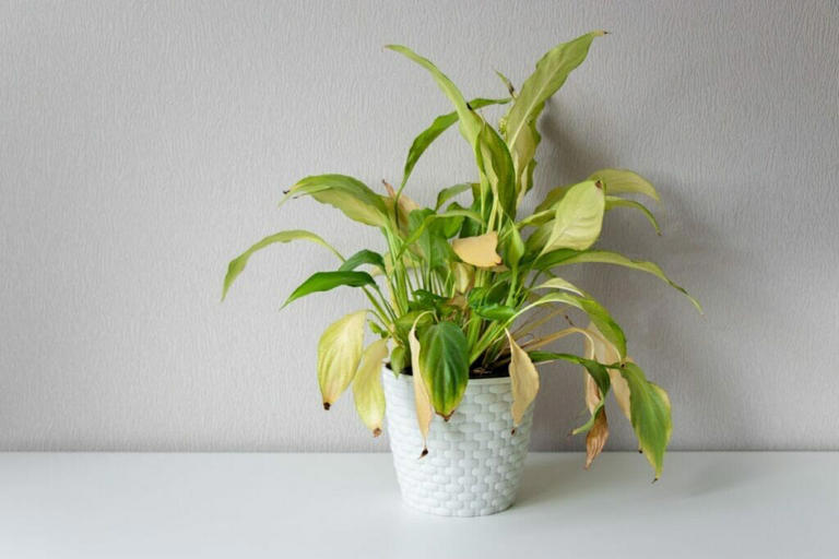 When And How To Fertilize Peace Lily Plants For Optimal Growth