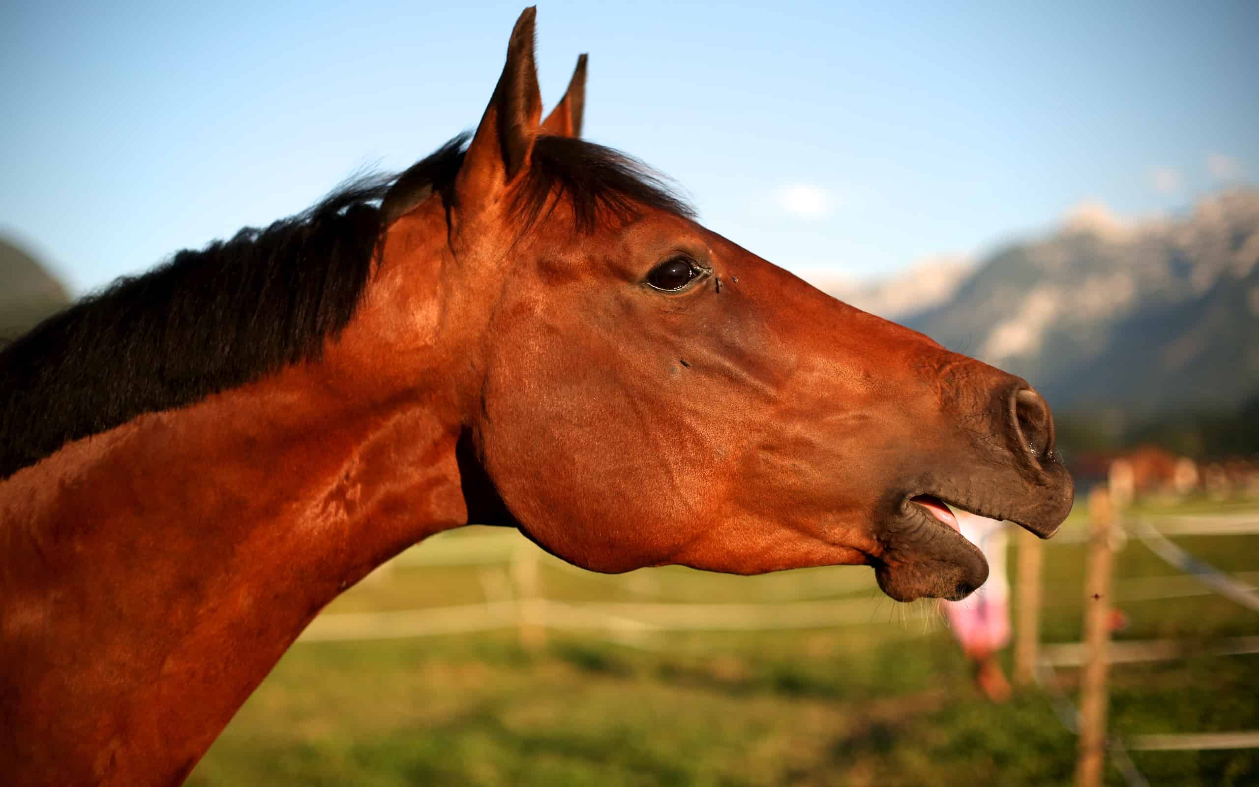 8 Scents That Horses Find Calming