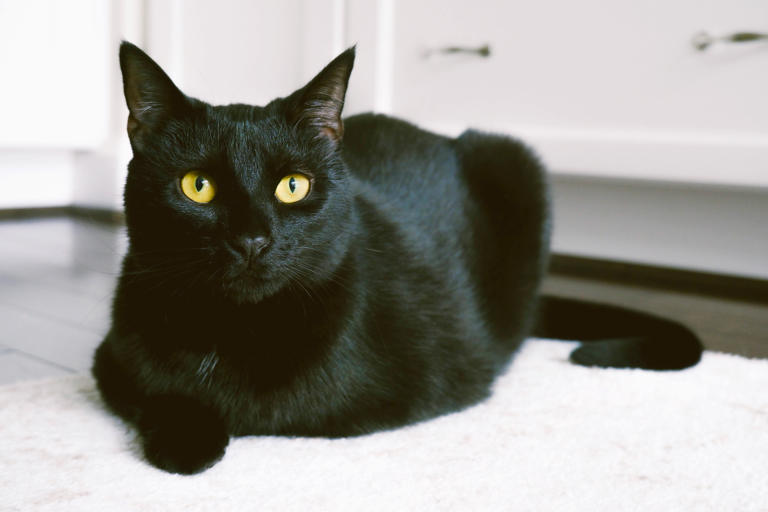 320+ Black Cat Names to Match Their Dark Charm