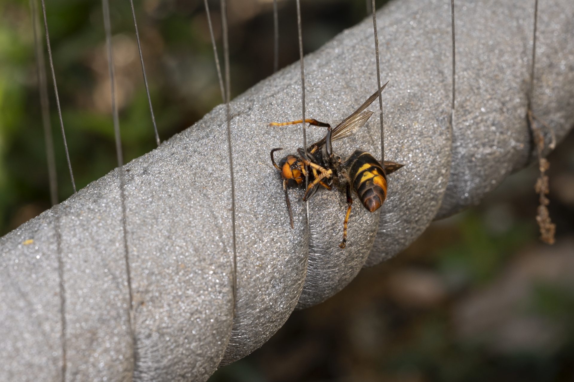 What happened to Murder Hornet invasion of Canada and the US?