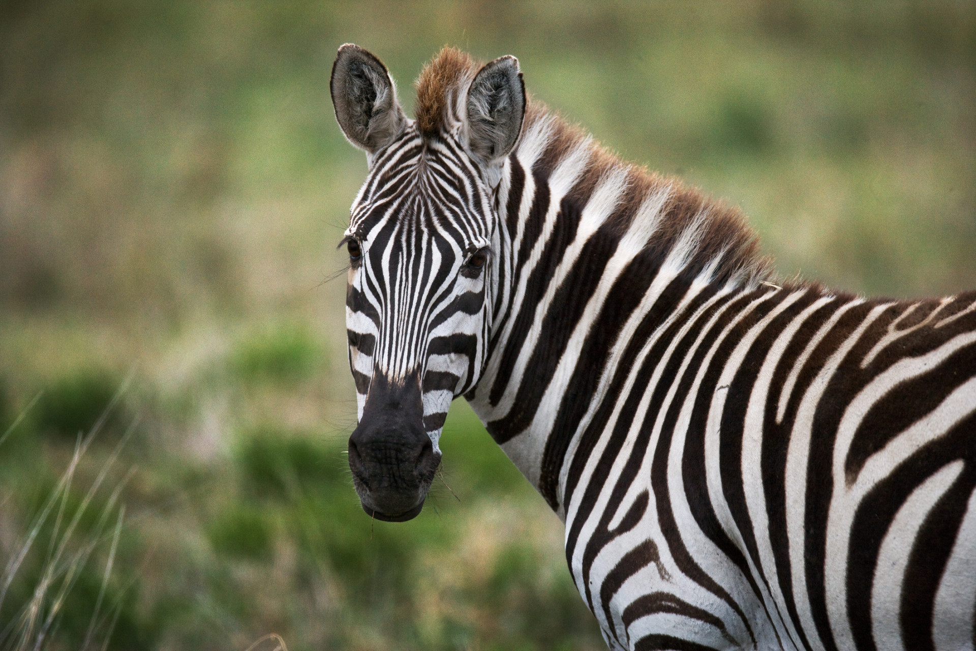 Der 260 Hektar große Park beherbergt frei lebende Tiere wie Zebras, Kudus, Springböcke und Wasserbüffel.