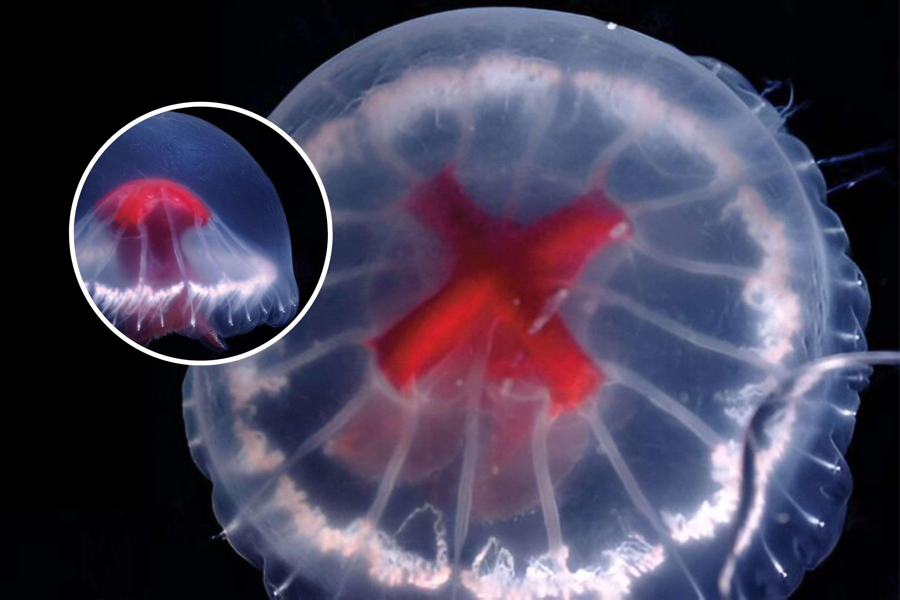 New Jellyfish Species Discovered May Have An Arsenal Of Unique Venoms   BB1hRCwI.img