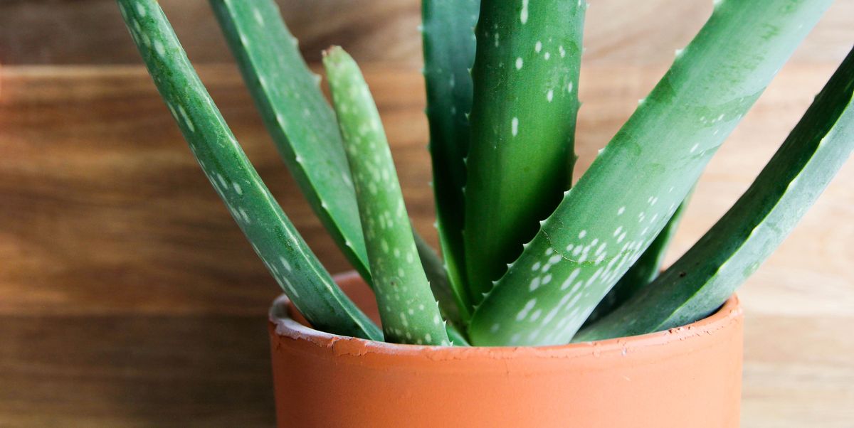 The Essential Guide To Aloe Vera Plant Care