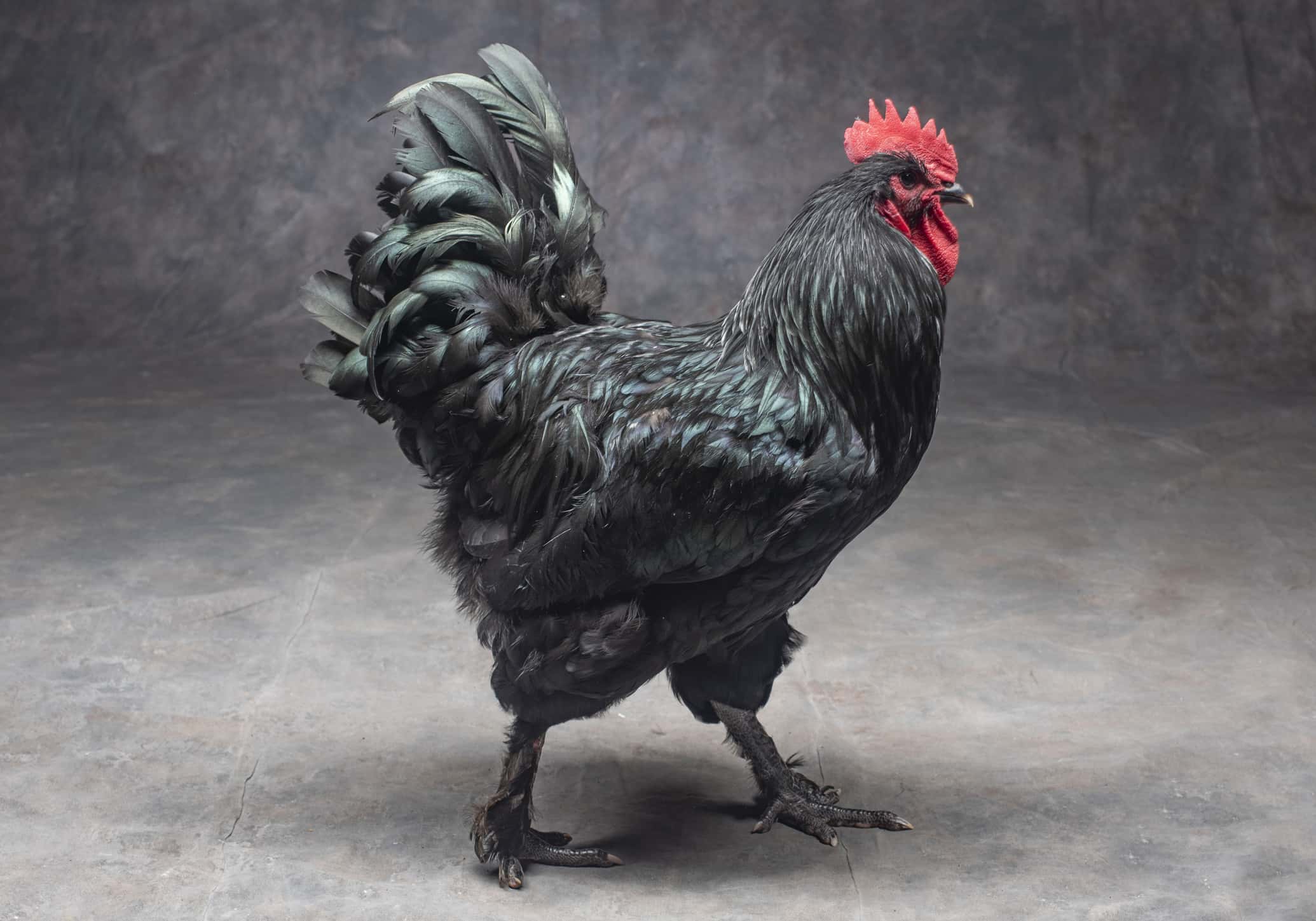 Chicken Breeds That Lay Speckled Eggs