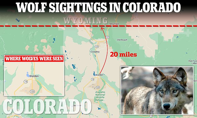 Wyoming Ranchers Fear Wolves Released Into Wild By Colorado Government ...