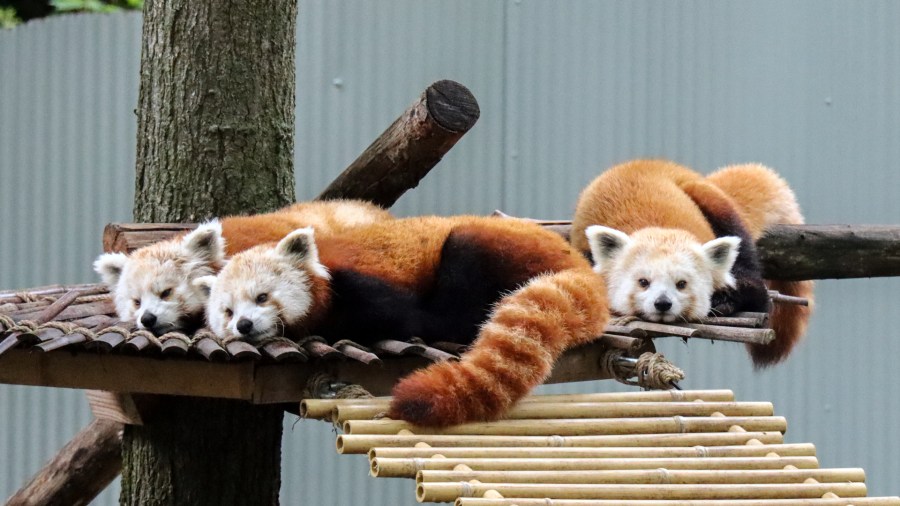 John Ball Zoo Helps Launch Program To Save Red Pandas