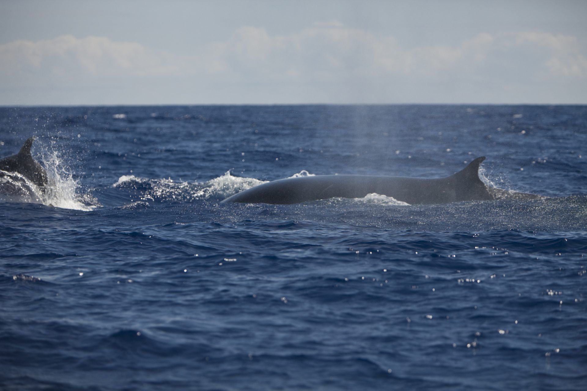 The blue whale: a fascinating animal in photos and facts