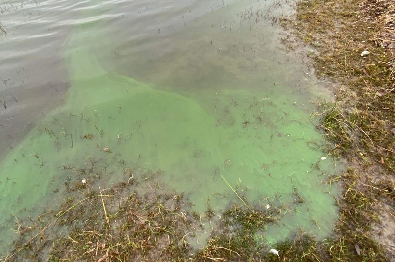 Blue Green Algae Alert As Toxic Substance Back In Co Tyrone Lake   BB1hRqQQ.img