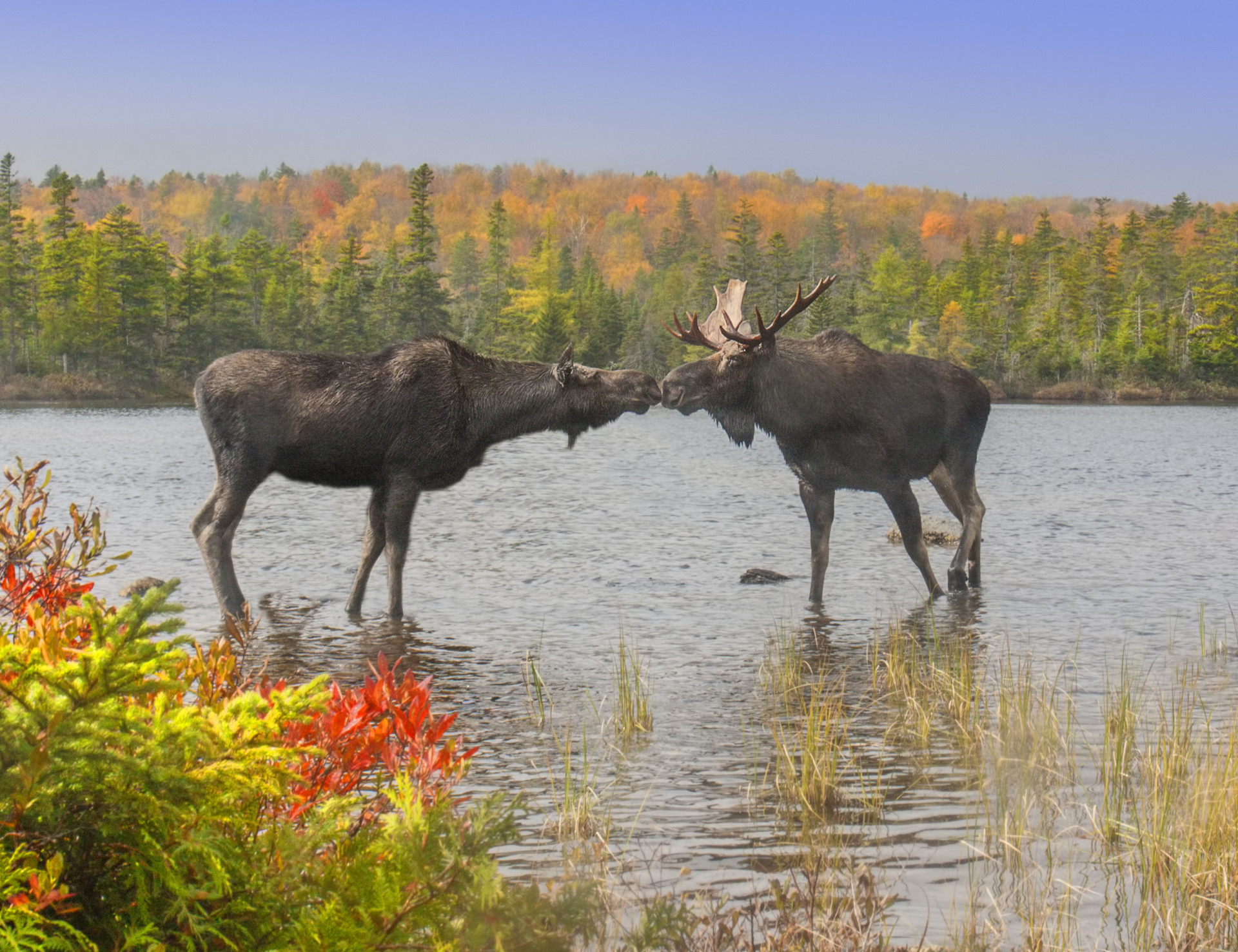 Schon mal Elche beim Küssen beobachtet? Die Maine Moose Watching Tours in Greenville oder das New England Outdoor Center in Millinocket bieten geführte Touren.