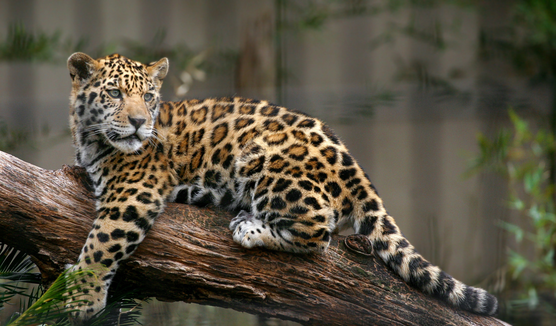 Die Heimat der Jaguare, Höhleneulen, Riesenotter, Schwarz-Gold-Brüllaffen und des Hyazinth-Ara wird Sie in ihren Bann ziehen.
