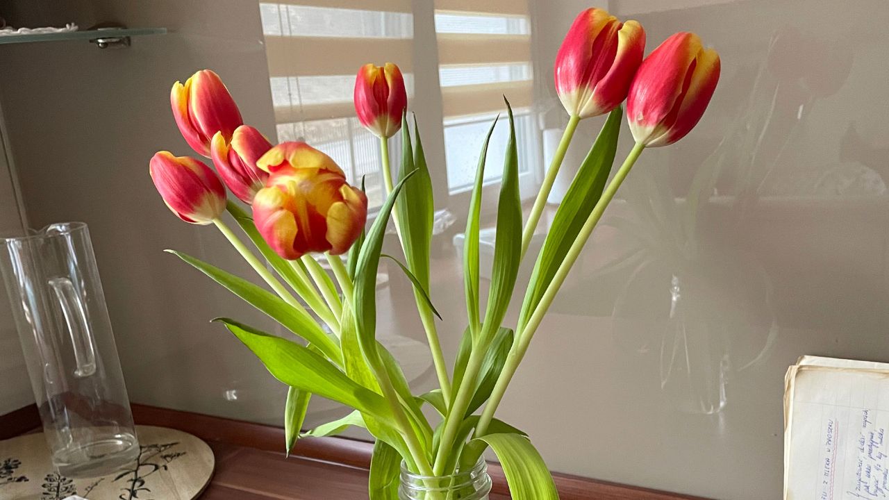 wsypuję sporą szczyptę do wazonu. oto co zrobić, żeby tulipany się podniosły