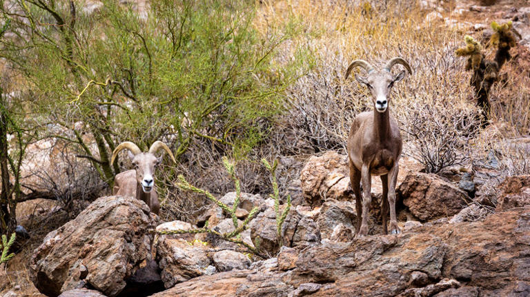 The Unique Road Trip That Shows Off This Entire Southwestern State's 