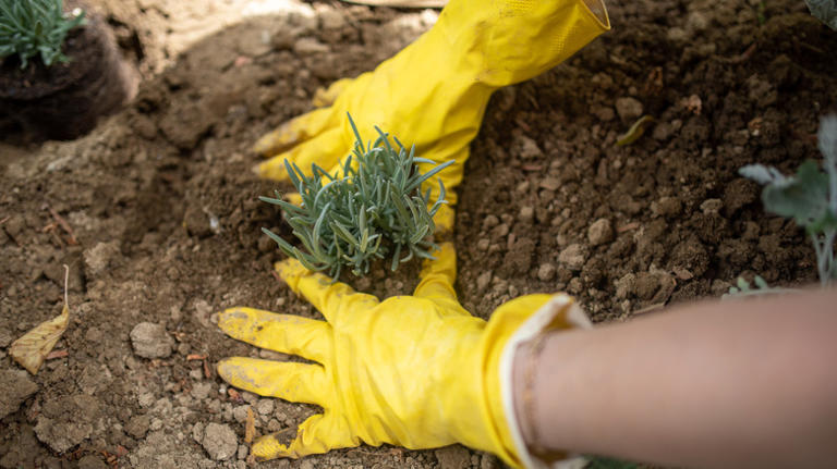 The Simple Planting Technique That Will Prevent Pests From Eating Your 