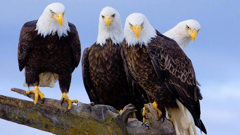 US officials still seek information 1 year after 4 bald eagles found ...