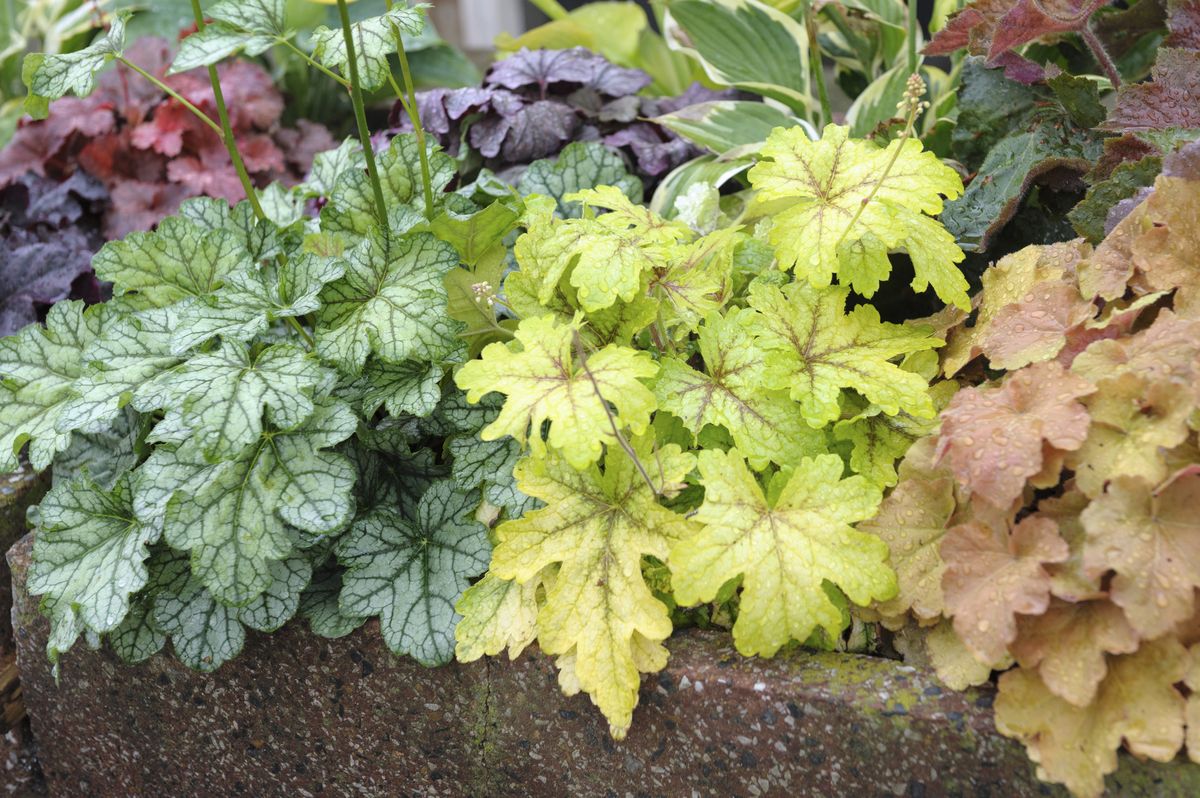 Here's What to Plant in the Shady Parts of Your Yard