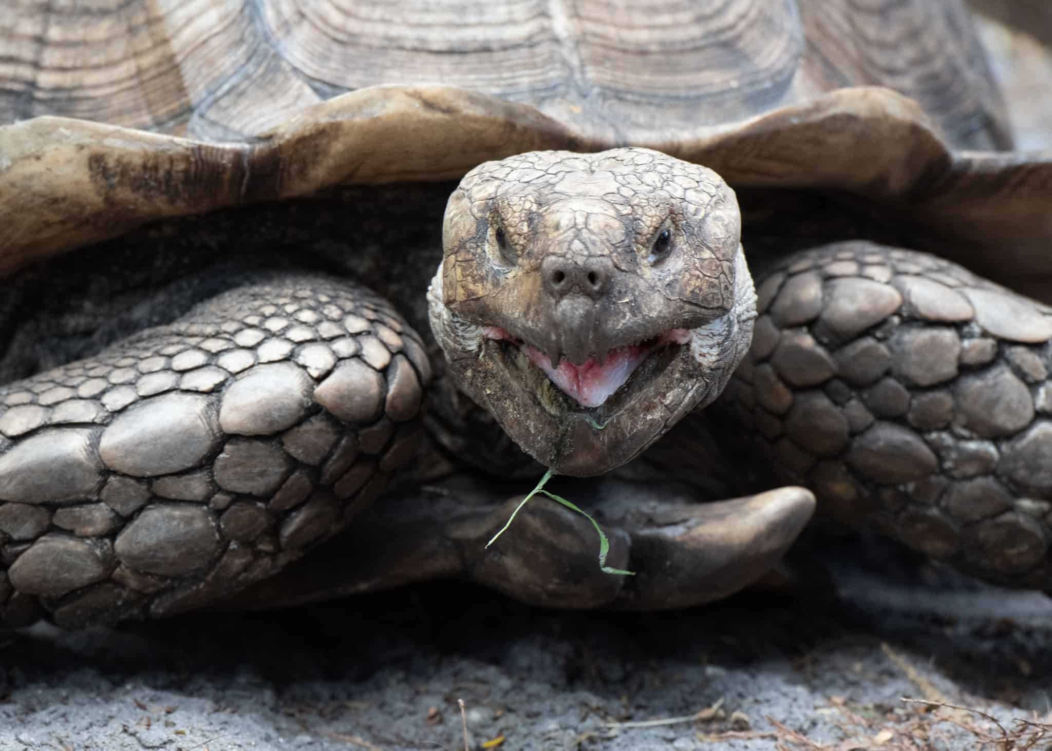 The Best Land Turtles To Keep As Pets