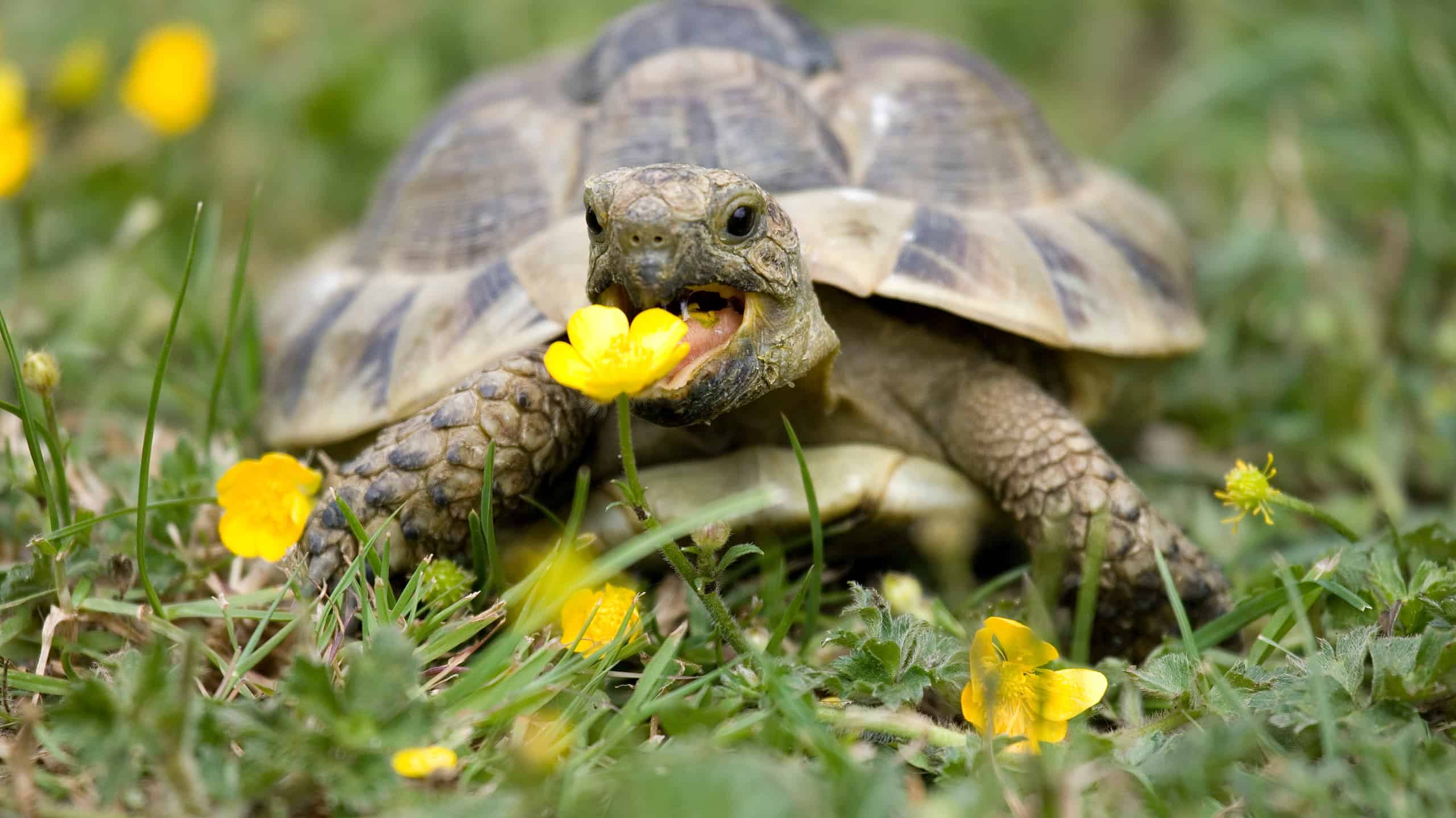 The Best Land Turtles to Keep as Pets