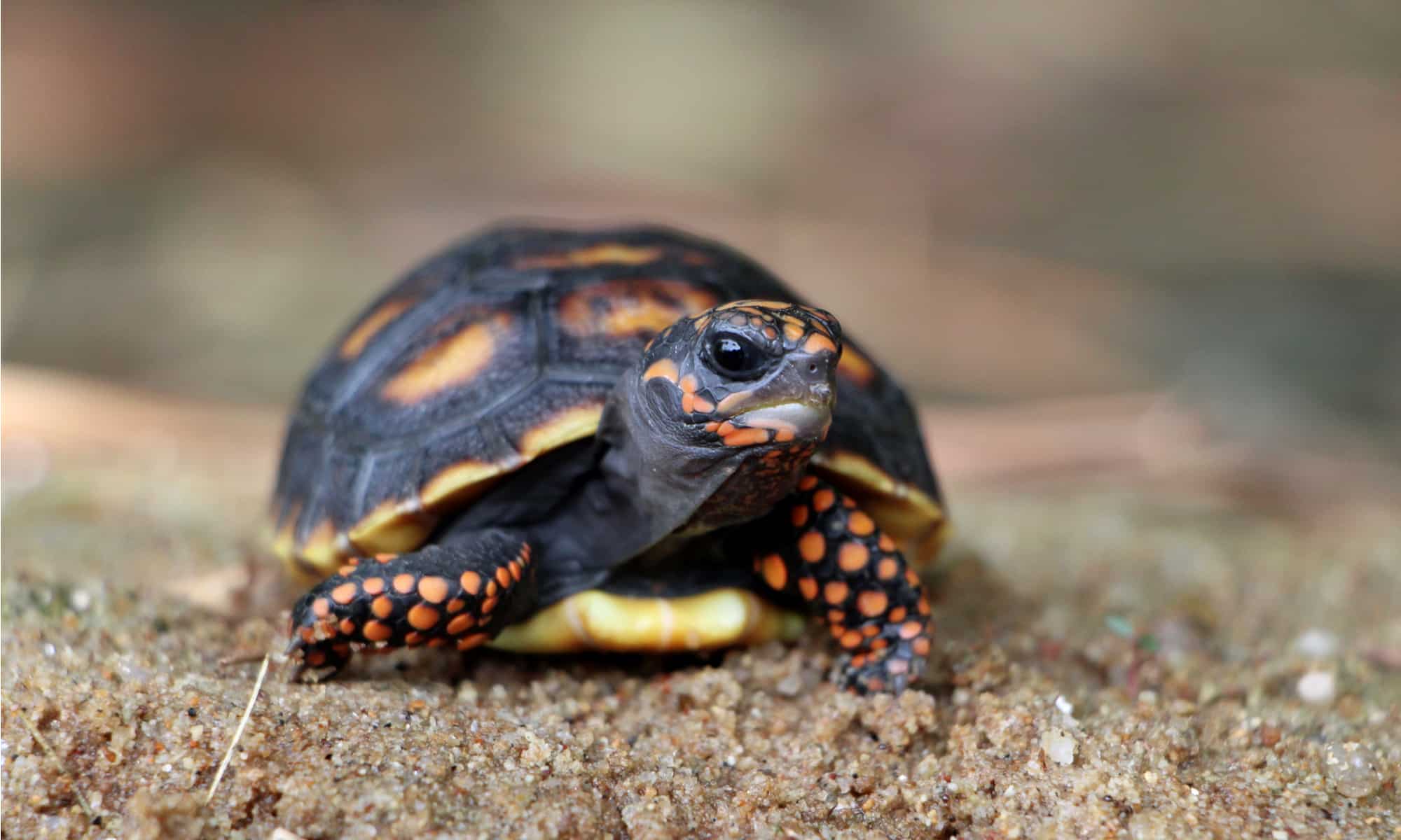 The Best Land Turtles to Keep as Pets