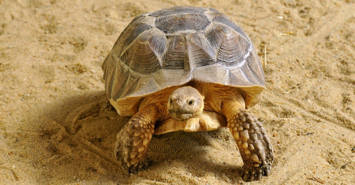 The Best Land Turtles to Keep as Pets