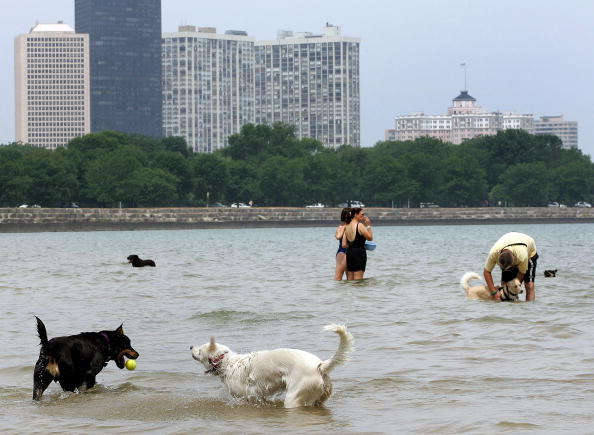 <p>Chicago is another city that isn’t over flowing with dog parks. However, that hasn’t stopped Chi-Town from creating a welcoming environment for pets. Chicago has a lot of great places for pets and their owners to walk and explore the city, and there are many options for dog boarding and other pet friendly activities.</p>