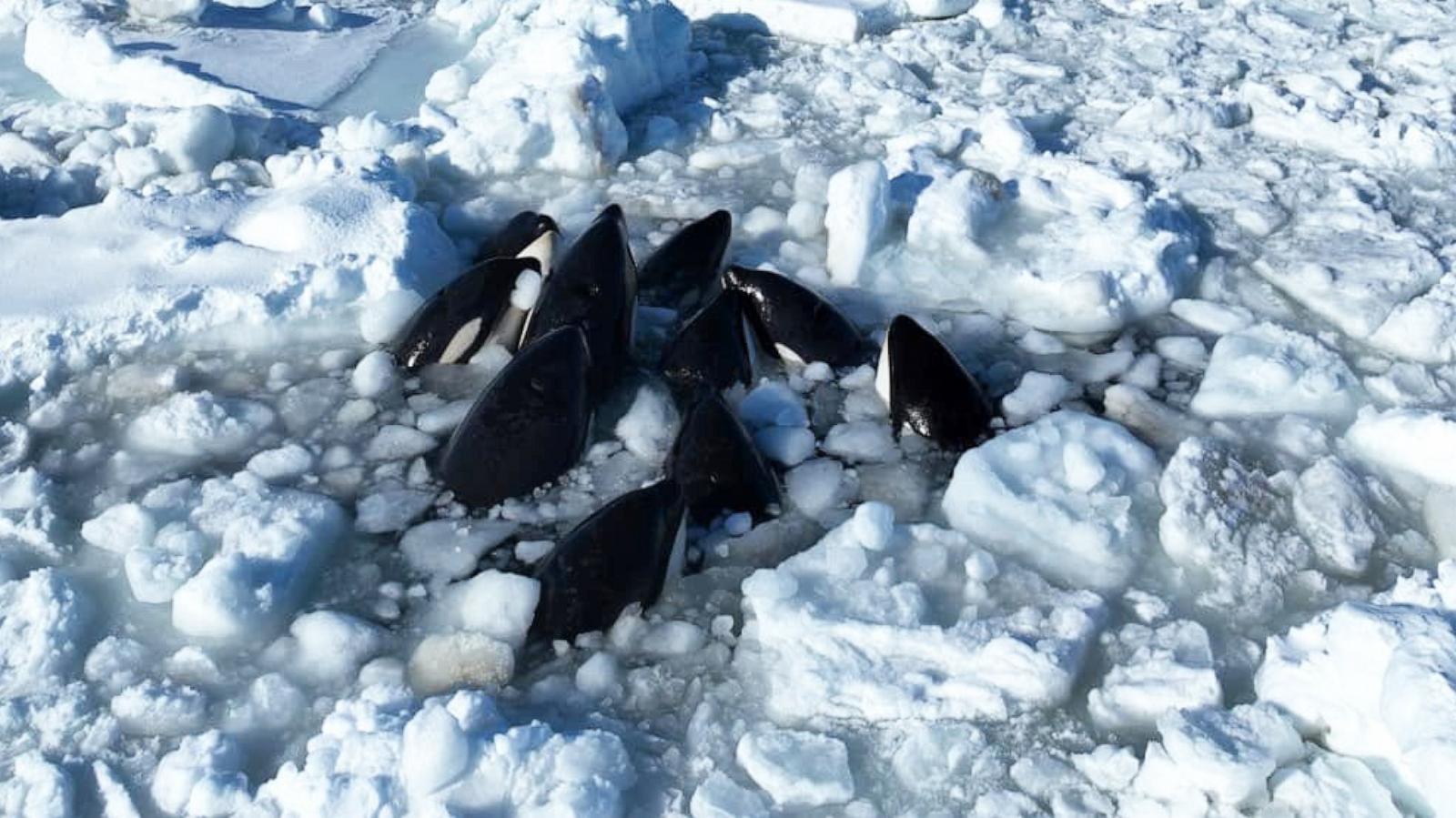 trapped pod of orcas off japan appears to have escaped sea ice