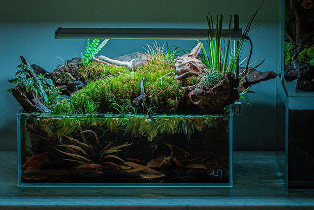 Aquatecture Is Here To Elevate Your Fish Bowl—and These 4 Plants Are Key