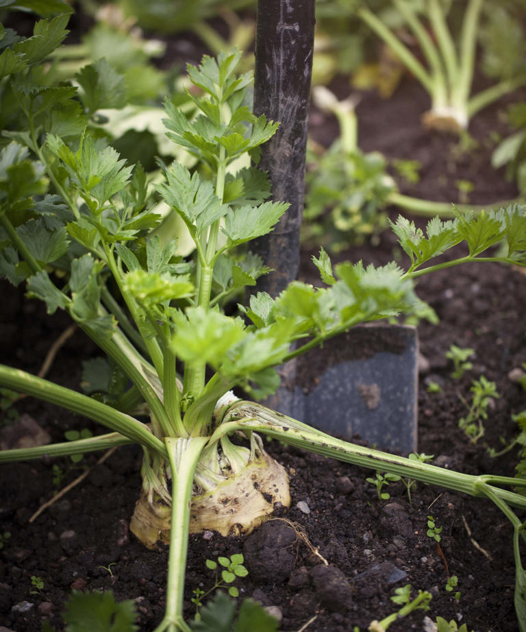 How to grow celeriac – what I learnt from growing the root crop for ...