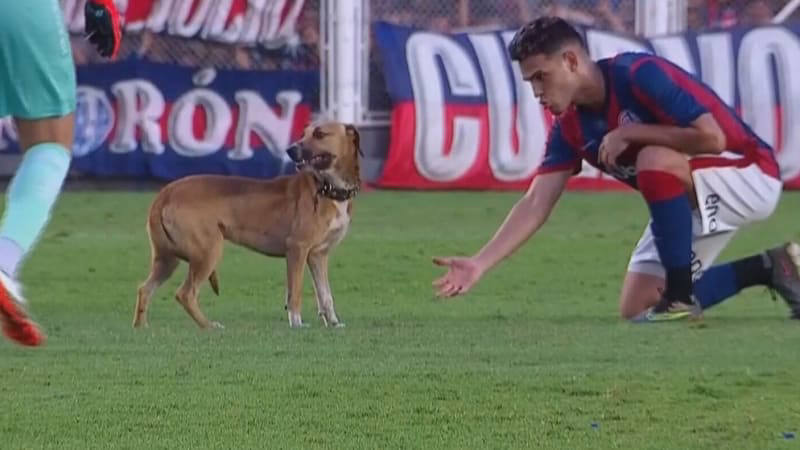 Nečekaný Výtržník Na Fotbalovém Hřišti Zápas V Argentině Narušil Pes Hráči Ho Naháněli Marně 