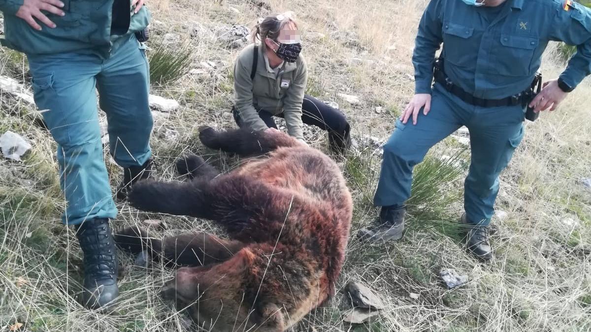 la justicia condena a dos años de prisión al cazador que mató a una osa en la montaña palentina en 2020