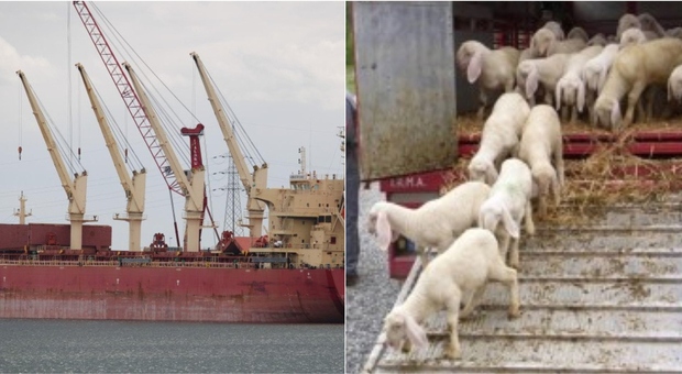 mar rosso, 16.000 pecore e mucche bloccate su nave australiana in fuga. «animali a rischio malattie»