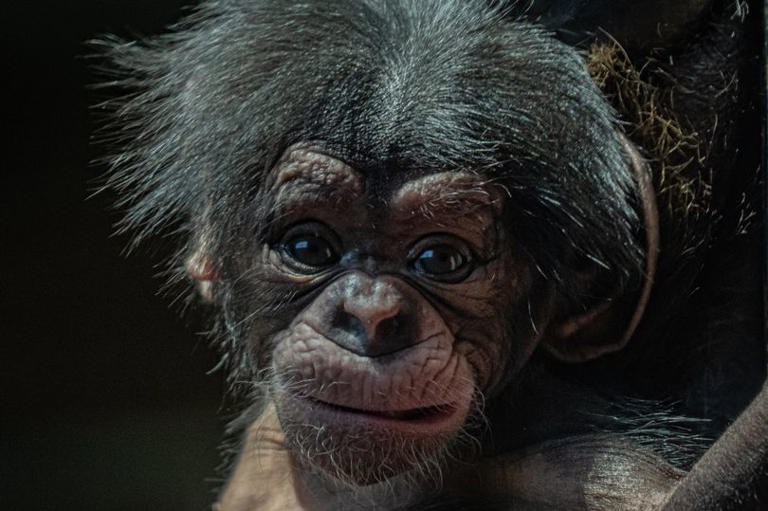 Chester Zoos Joy As Rare Baby Chimpanzee Born In Front Of Shocked Visitors