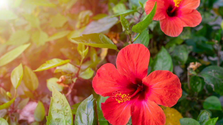 How to grow hardy hibiscus in pots – expert advice on container growing
