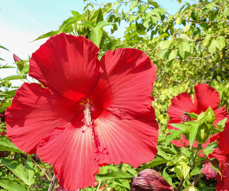 How To Grow Hardy Hibiscus In Pots Expert Advice On Container Growing 1809