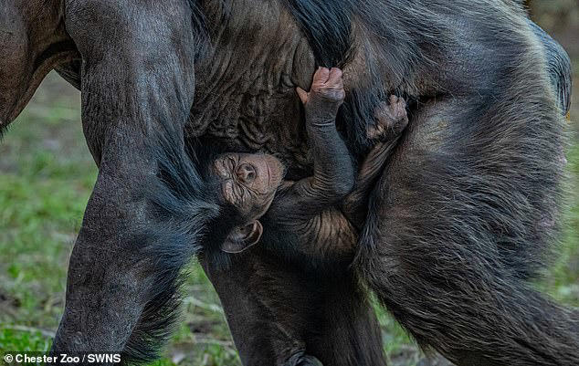 chimpanzee mother and baby experiment