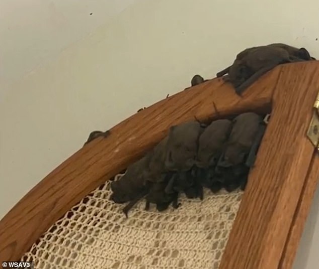 georgia family of four are forced out of their home after it's invaded by 80 bats: 'this has been so traumatizing'