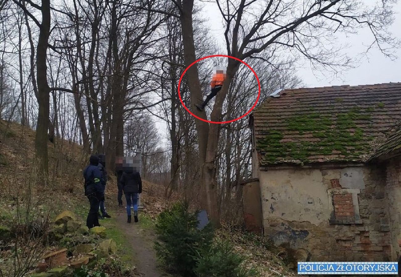 uciekł na dach, a następnie na drzewo. tak chował się przed policja