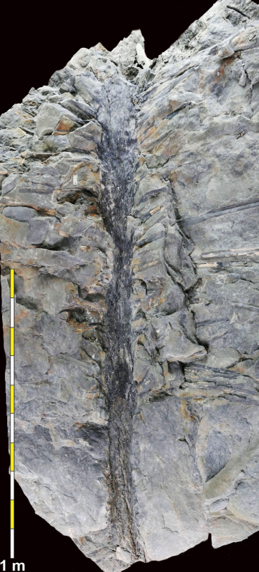 σπάνιο και «αλλόκοτο» απολίθωμα αποκαλύπτει πώς ήταν τα δέντρα 350 εκατ. χρόνια πριν