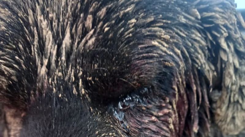 přežil vlastní smrt a vyhrabal se z hrobu: příběh psa bennyho otřásl veřejností