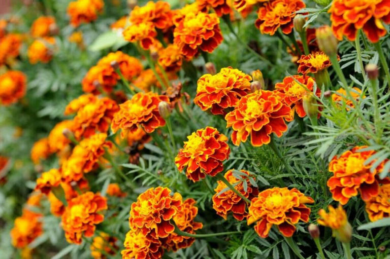 How Long Marigolds Take To Flower Each Season