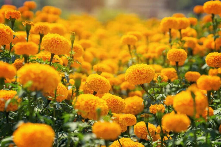 How to Fertilize Marigolds: Key Strategies for Healthy Growth!