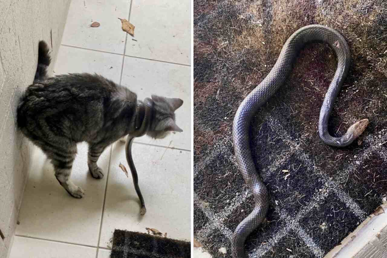 kvinne finner giftig slange viklet rundt halsen til katten sin