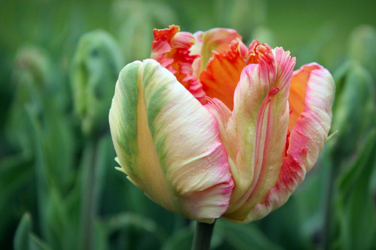 Parrot Tulips Are Known As One Of The Prettiest Flowers In The World ...