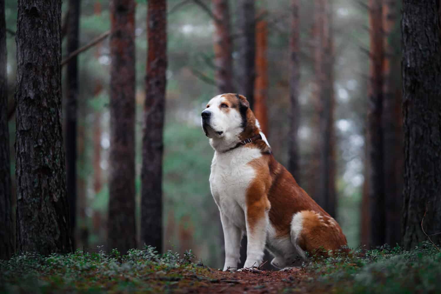 These Are The Largest Shepherd Dog Breeds