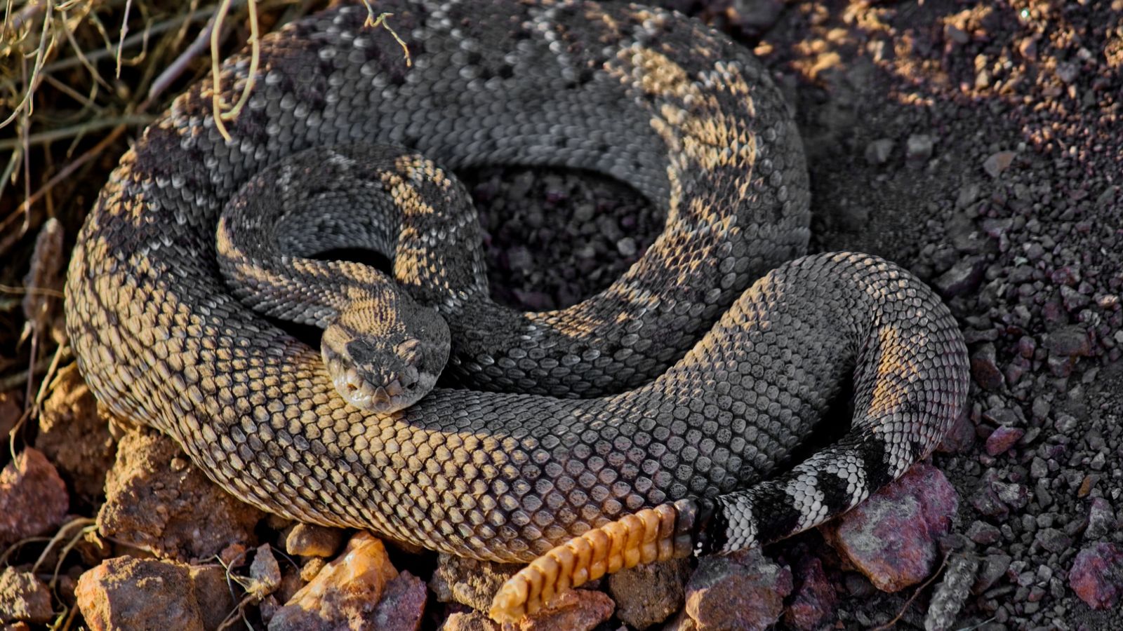 <p>Both the Eastern and Western Diamondback Rattlesnake are deadly American residents with a distinctive warning ‘tail rattle.’ <a href="https://reptilesmagazine.com/top-10-venomous-north-american-snakes/">Reptiles Magazine</a> states they’re both large snakes with long fangs capable of delivering venom that causes excessive bleeding and heart problems—often leading to cardiac arrest unless anti-venom is administered.</p>