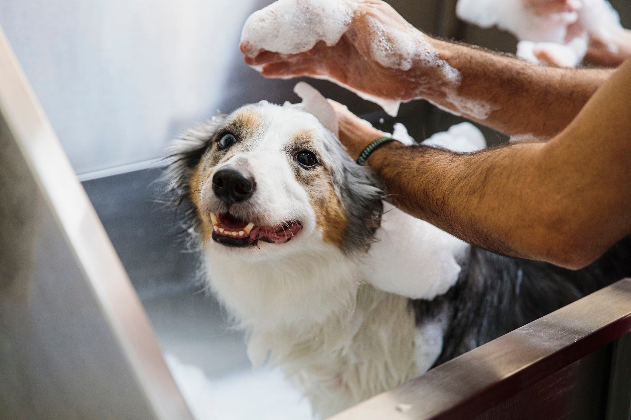¿es malo bañar a un perro cada 15 días?