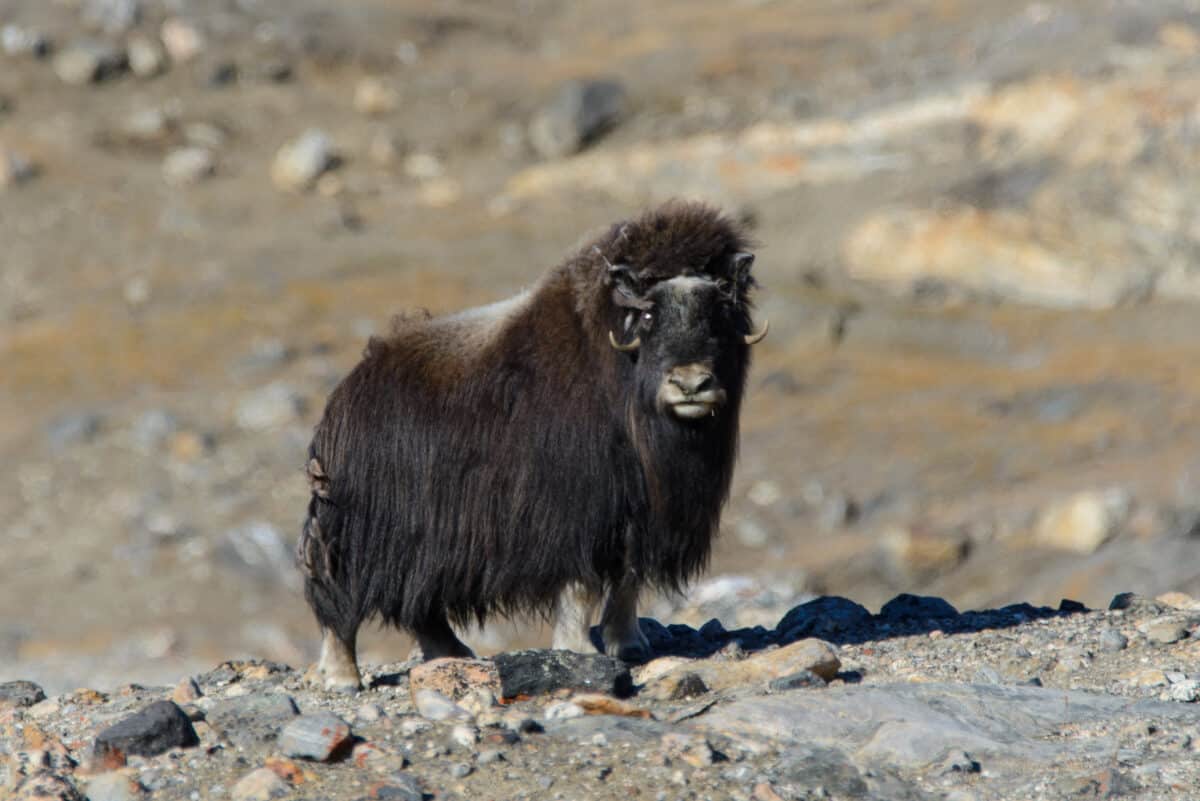 <p>In the craggy cliffs and high-altitude meadows, the <a href="https://www.animalsaroundtheglobe.com/himalayan-tahr-masters-adaptation-high-altitudes-1-172958/">Himalayan tahr</a> roams with confidence, showcasing its robust build and impressive horns. These herbivores, equipped with a thick, woolly coat, are adept at navigating the steep terrain and braving the cold temperatures. Feeding on a diet of grasses, herbs, and shrubs, Himalayan tahrs play a vital role in shaping the ecosystem dynamics of their habitat. Their resilience in the face of adversity underscores the adaptability of Himalayan wildlife to extreme conditions.</p>