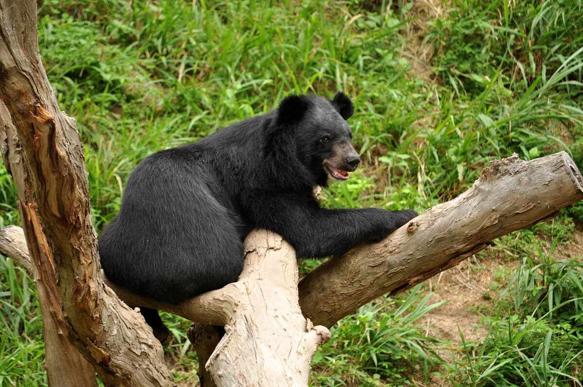 <p>Within the shadowy confines of the Himalayan forests, the Himalayan black bear roams with a quiet strength, embodying the essence of resilience in the face of adversity. With its thick fur coat providing insulation against the cold, these omnivores are well-adapted to the rugged terrain and harsh climate. Feeding on a diverse diet that includes fruits, berries, insects, and small mammals, the Himalayan black bear plays a crucial role in maintaining the ecological balance of its habitat. Protecting the habitats of these bears is paramount to preserving the delicate balance of Himalayan wildlife.</p>