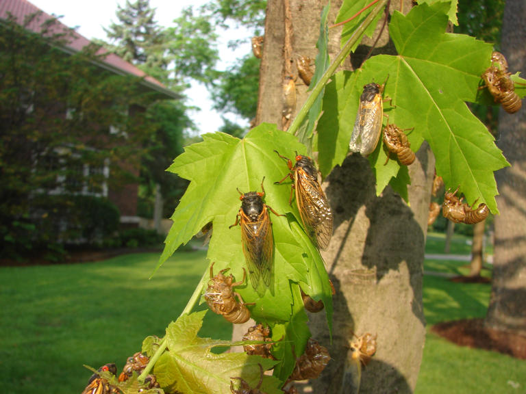 Map Here's where cicadas could emerge in Illinois in historic 2024 event