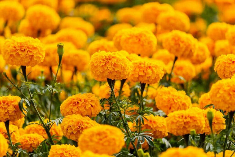 How Long Marigolds Take To Flower Each Season